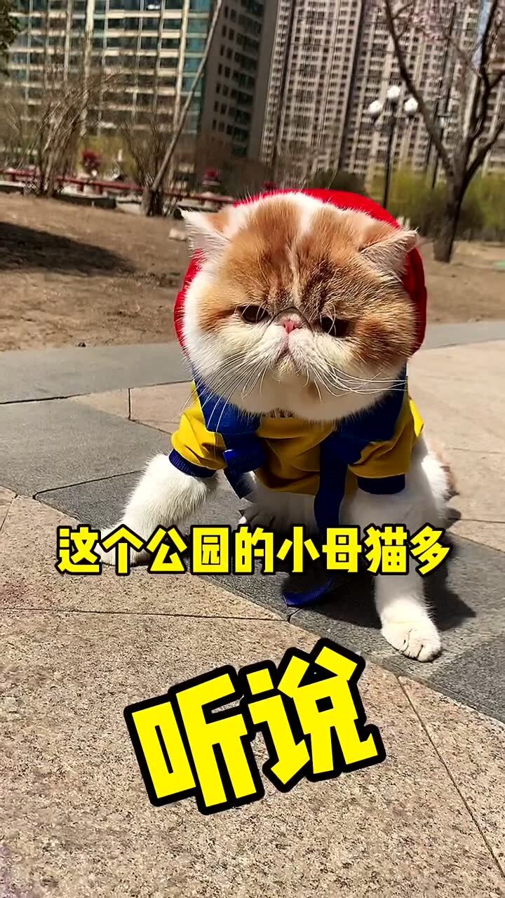 探索猫咪世界的起源与魅力，小猫咪最早版